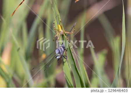 埼玉県比企郡川島町下八ツ林　平成の森公園蓮池のナガコガネグモと巣にかかって捕食されるシオカラトンボ 129646403