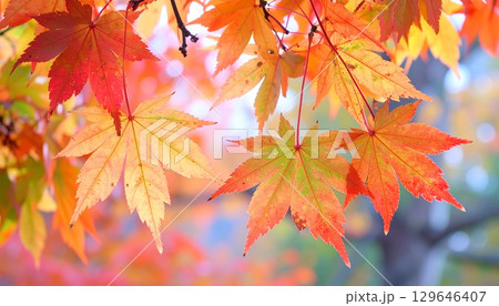 カラフルな紅葉の葉のアップ　秋の植物 129646407