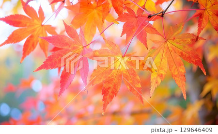 カラフルな紅葉の葉のアップ 秋の植物 カラフルな紅葉の葉のアップ 秋の植物 129646409