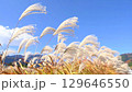 秋の風物詩　ススキと青空　秋の七草　薄 129646550