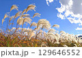 秋の風物詩　ススキと青空　秋の七草　薄 129646552