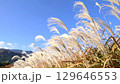 秋の風物詩　ススキと青空　秋の七草　薄 129646553
