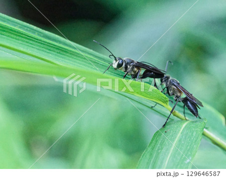 葉の上の狩り蜂 アナバチ科クロアナバチペア 葉の上の狩り蜂 アナバチ科クロアナバチペア 129646587
