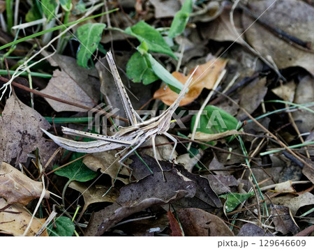 日本に分布する最大種のバッタ　ショウリョウバッタ褐色型♀ 129646609