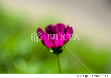 秋桜 129646613