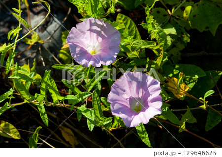 昼顔 129646625