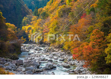 国道257号線沿い 馬瀬川の紅葉《 かおれ大橋からの眺望》 129646627