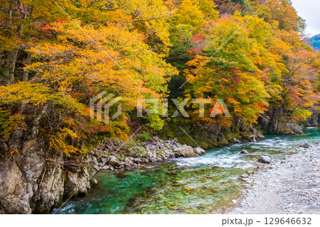 国道257号線沿い・馬瀬川の紅葉《赤梅橋からの眺望》 国道257号線沿い・馬瀬川の紅葉《赤梅橋からの眺望》 129646632