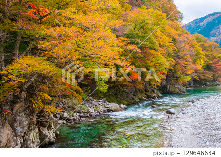 国道257号線沿い・馬瀬川の紅葉《赤梅橋からの眺望》 国道257号線沿い・馬瀬川の紅葉《赤梅橋からの眺望》 129646634