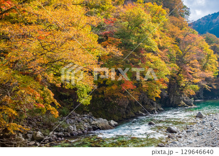 国道257号線沿い・馬瀬川の紅葉《赤梅橋からの眺望》 129646640