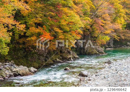 国道257号線沿い・馬瀬川の紅葉《赤梅橋からの眺望》 129646642