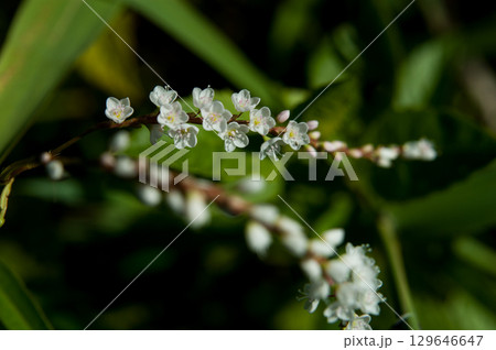 信濃川・やすらぎ堤の白花桜蓼(しろばなさくらたで) 129646647
