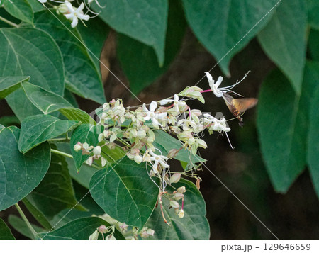 甘い香りを漂わせるシソ科クサギの白色の花 甘い香りを漂わせるシソ科クサギの白色の花 129646659