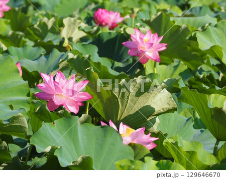 蓮の花のある風景 蓮の花のある風景 129646670
