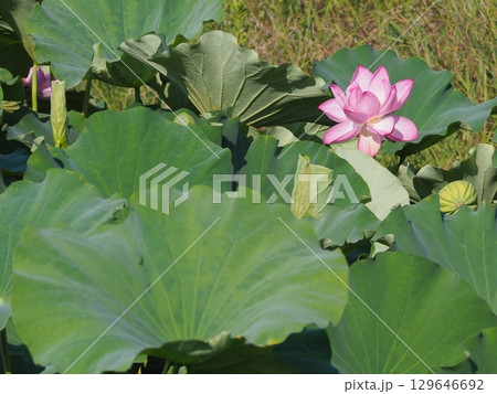 蓮の花のある風景 129646692
