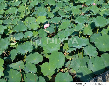蓮の花のある風景 蓮の花のある風景 129646695