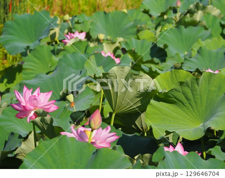 蓮の花のある風景 蓮の花のある風景 129646704
