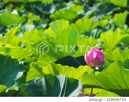 蓮の花のある風景 129646710
