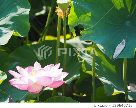 蓮の花のある風景 蓮の花のある風景 129646713