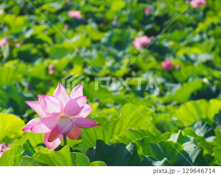 蓮の花のある風景 蓮の花のある風景 129646714