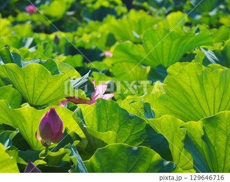 蓮の花のある風景 129646716