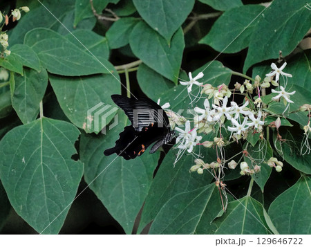 甘い香りを漂わせるシソ科クサギの白色の花とクロアゲハの吸蜜 129646722