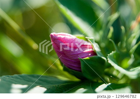 信濃川・やすらぎ堤の芙蓉の蕾 信濃川・やすらぎ堤の芙蓉の蕾 129646782