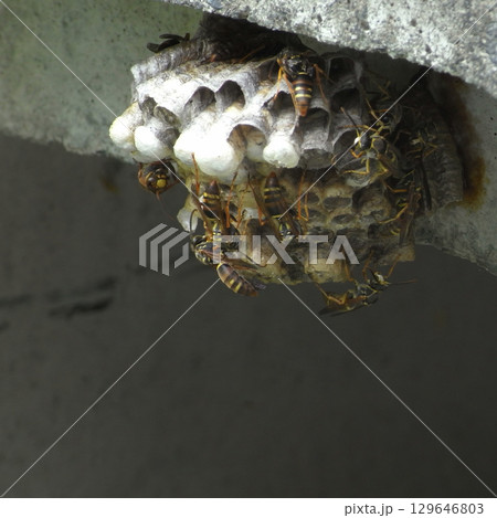 巣を作るアシナガバチ 129646803