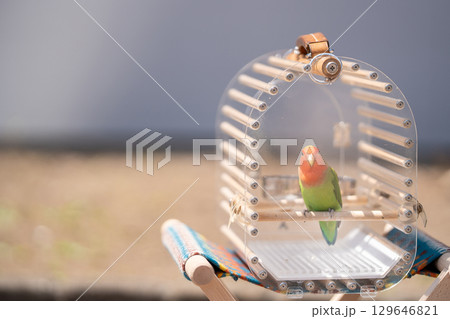 おしゃれな鳥籠に入っている色のきれいなコザクラインコ おしゃれな鳥籠に入っている色のきれいなコザクラインコ 129646821