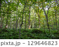 太陽の光を浴びて輝く、生命力あふれる森の風景 129646823
