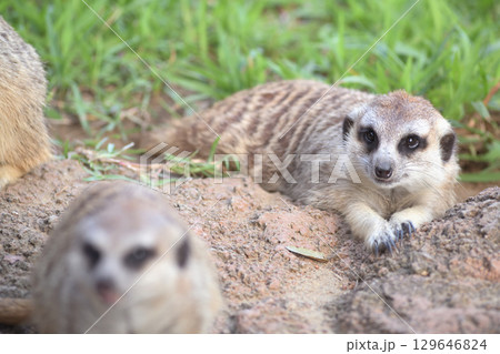 地べたに寝そべって夕涼みをするミーアキャット 129646824