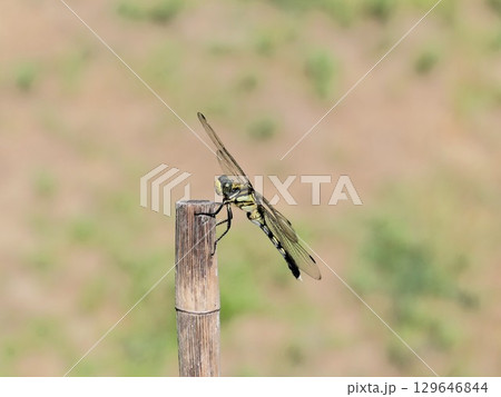 庭を歩くとついて回るシオカラトンボ（雌）3 129646844