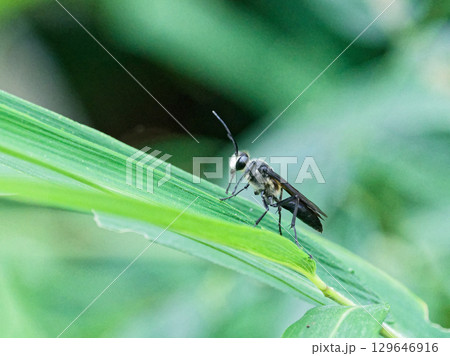 葉の上の狩り蜂 アナバチ科クロアナバチ 129646916
