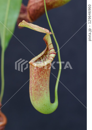 食虫植物 ウツボカズラ 129646960