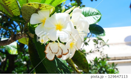 Beautiful white frangipani flowers (Plumeria) blooming on a tree with vibrant green leaves against a blue sky Beautiful white frangipani flowers (Plumeria) blooming on a tree with vibrant green leaves against a blue sky 129647113
