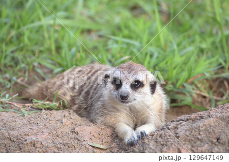 写真のモデルになり切ってポーズを決めるミーアキャット 129647149