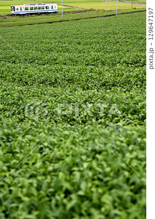 夏の茶畑を走り抜ける天竜浜名湖鉄道の車両 129647197