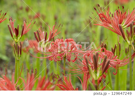 曼珠沙華の花 曼珠沙華の花 129647249