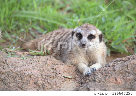 並んだカメラを順にのぞき込むミーキャット 並んだカメラを順にのぞき込むミーキャット 129647250