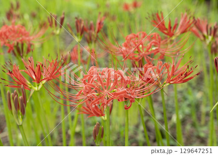 曼珠沙華の花 曼珠沙華の花 129647251