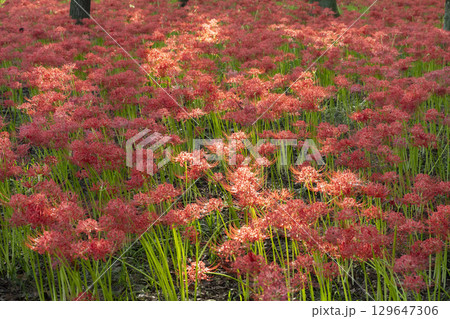 曼珠沙華の花 曼珠沙華の花 129647306