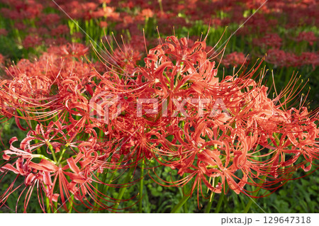 曼珠沙華の花 曼珠沙華の花 129647318