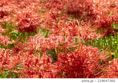 曼珠沙華の花 129647360