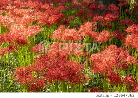 曼珠沙華の花 曼珠沙華の花 129647362