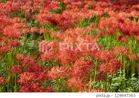 曼珠沙華の花 129647363