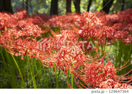 曼珠沙華の花 曼珠沙華の花 129647364