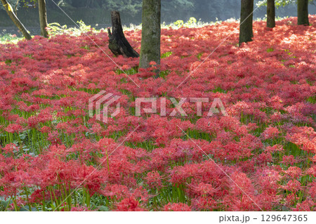 曼珠沙華の花 129647365