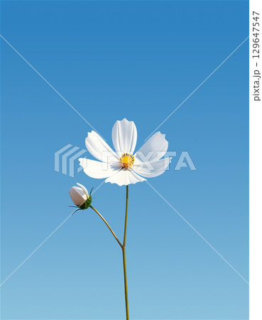 青空に咲く白いコスモスの花1輪 129647547