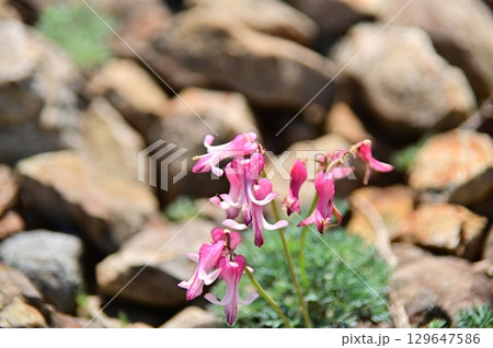 白馬五竜高山植物園のロックガーデンに咲くコマクサ 白馬五竜高山植物園のロックガーデンに咲くコマクサ 129647586
