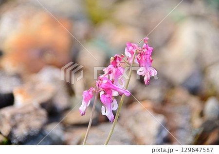 馬の顔に似たコマクサの花 129647587